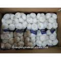 500 g * 20 sacs d&#39;ail frais